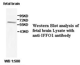 IFFO1 Antibody