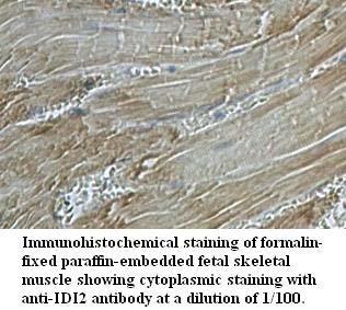 IDI2 Antibody