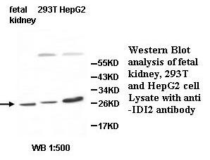 IDI2 Antibody