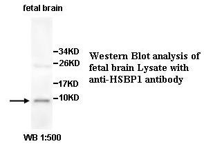 HSBP1 Antibody