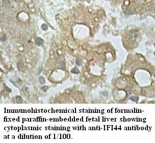 IFI44 Antibody