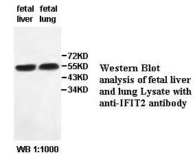 IFIT2 Antibody