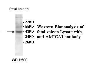 AMICA1 Antibody