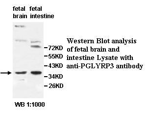 PGLYRP3 Antibody