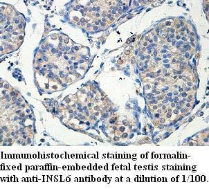 INSL6 Antibody