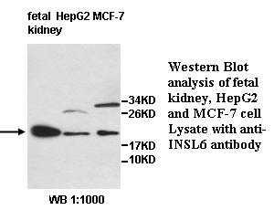 INSL6 Antibody