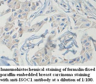 ISOC1 Antibody