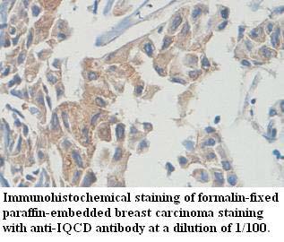 IQCD Antibody