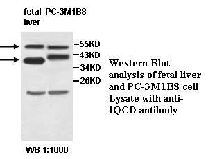 IQCD Antibody