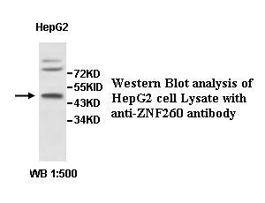 ZNF260 Antibody