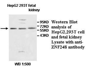 ZNF248 Antibody