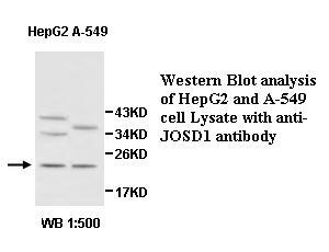 JOSD1 Antibody