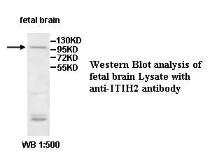 ITIH2 Antibody