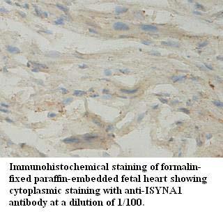 ISYNA1 Antibody