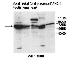 ISYNA1 Antibody