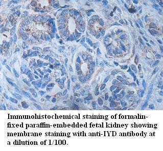 IYD Antibody