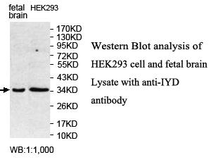 IYD Antibody