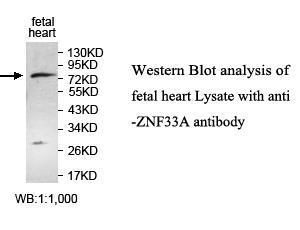 ZNF33A Antibody