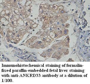 ANKRD33 Antibody