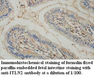 ITLN2 Antibody