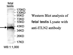 ITLN2 Antibody