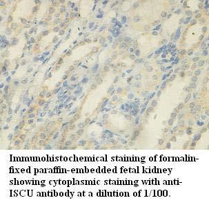 ISCU Antibody