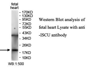 ISCU Antibody