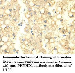 PHYHD1 Antibody