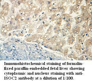 ISOC2 Antibody