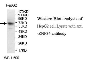 ZNF34 Antibody