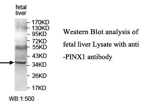 PINX1 Antibody