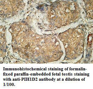 PIH1D2 Antibody