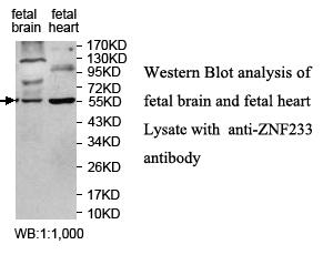 ZNF223 Antibody