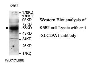 SLC29A1 Antibody