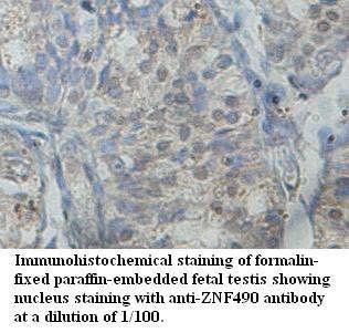 ZNF490 Antibody