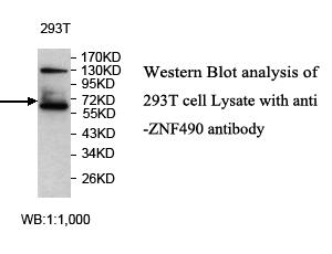 ZNF490 Antibody