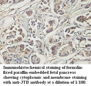 JTB Antibody