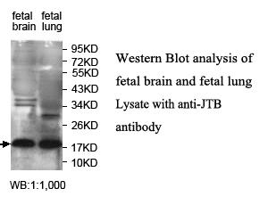 JTB Antibody