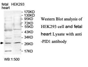 PID1 Antibody