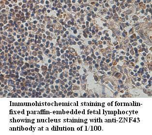 ZNF43 Antibody