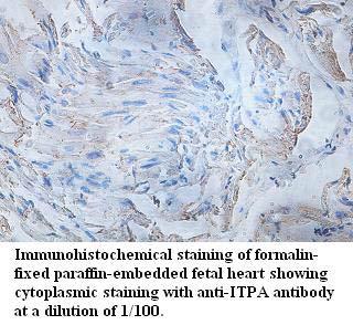 ITPA Antibody