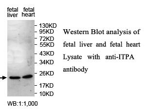 ITPA Antibody