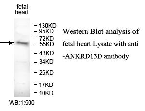 ANKRD13D Antibody