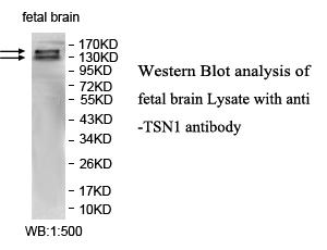 ITSN1 Antibody