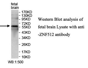 ZNF512 Antibody