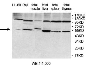 KDELC1 Antibody