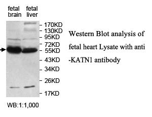 KATNA1 Antibody