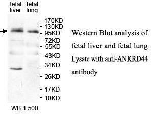 ANKRD44 Antibody