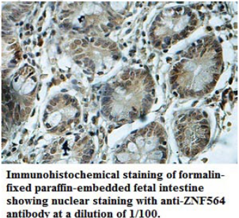 ZNF564 Antibody