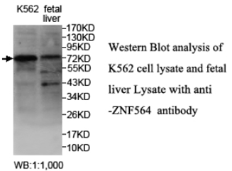 ZNF564 Antibody